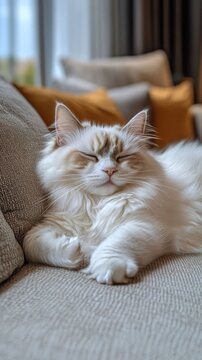 Cozy white cat resting on couch.