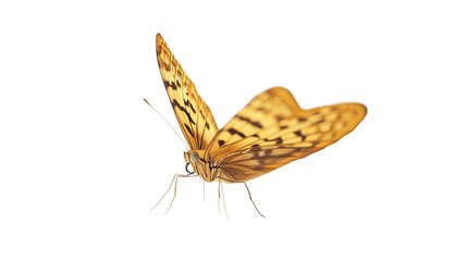 Silver washed fritillary A butterfly from the nymphalidae family Isolated on transparent background