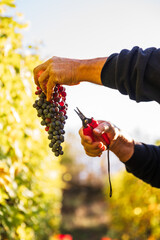 Grape Harvest on Italian Vineyards Near the Alps for Winemaking