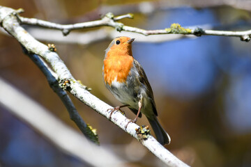 Rouge-gorge (Erithacus rubecula) sur une branche