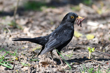 Fototapeta premium Merle noir mâle (Turdus merula) avec des vers de terre dans le bec