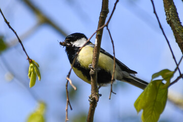 Fototapeta premium Mésange charbonnière (Parus major) sur une branche avec un insecte dans le bec