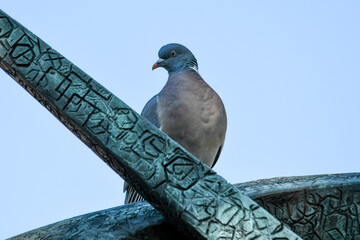 Pigeon ramier (Columba palumbus)