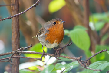 Rouge-gorge (Erithacus rubecula) sur une branche