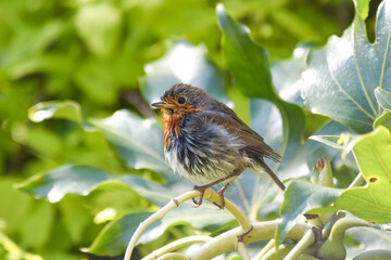 Rouge-gorge (Erithacus rubecula) mouillé sur une branche