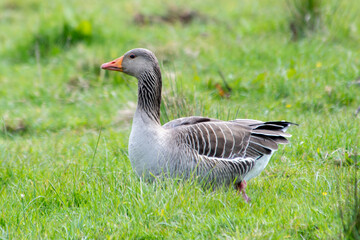 Greylag Goose (Anser anser) in the grass