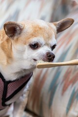 A small dog is sitting on a couch with a person holding a toothbrush. The dog is wearing a pink harness and he is getting its teeth brushed as a concept for pets oral health