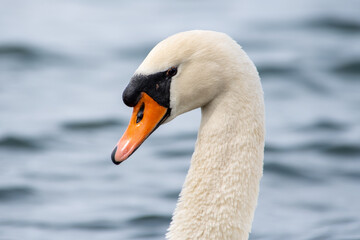 Obraz premium Cygne tuberculé nageant dans l'eau