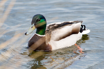 Canard colvert mâle

