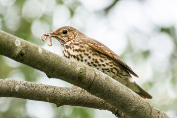 Grive draine (Turdus viscivorus) mangeant un ver de terre

