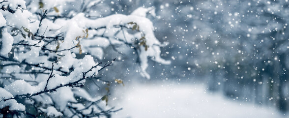 winter forest with snowy tree branches on blurred background during snowfall