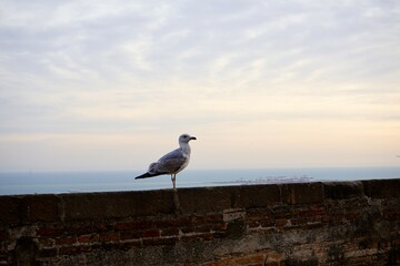 seagull on the pier