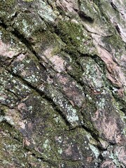 tree texture