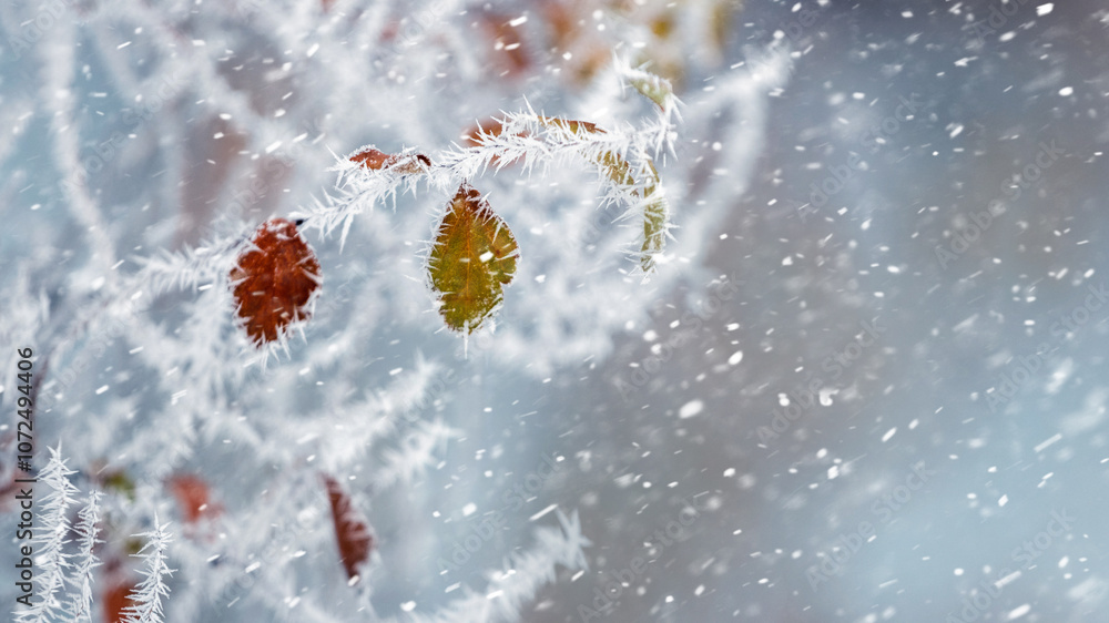 Poster winter background with frost covered tree branches on blurred background during snowfall, copy space