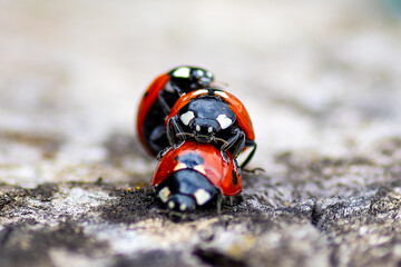 Accouplement tripartite : une femelle et deux mâles (Coccinelle à sept points, Coccinella...