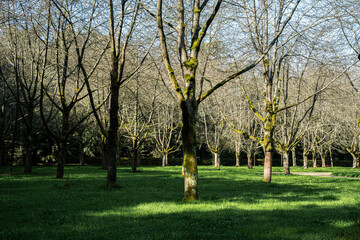Lichens and mosses on a trunk