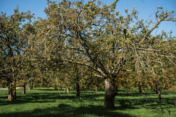 Sakura alley in autumn park