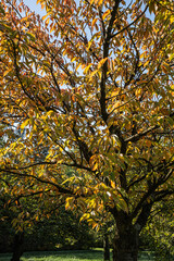 Sakura alley in autumn park