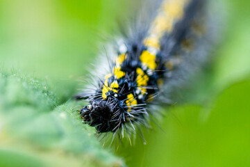Chenille de l'Écaille marbrée (Callimorpha dominula) sur une feuille


