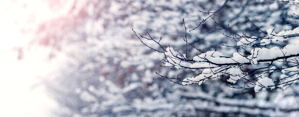snow covered tree branches on blurred background during sunrise, winter background