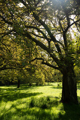 Sakura alley in autumn park