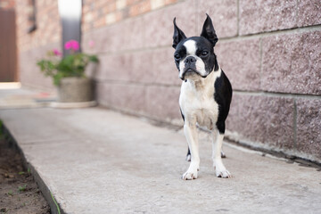 A beautiful portrait of a Boston terrier dog outside.