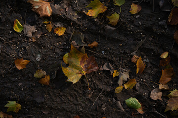 autumn leaves on the ground