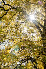 Penetrating light through tree branches