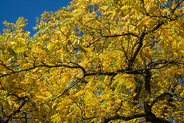 Autumn trees in the park