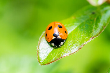 Obraz premium Coccinelle à sept points (Coccinella septempunctata) sur une feuille