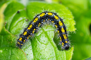 Chenille de l'Écaille marbrée (Callimorpha dominula) sur une feuille

