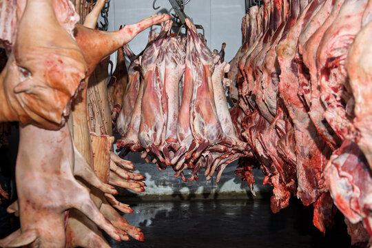 slaughter house freezer pigs hanging on hooks