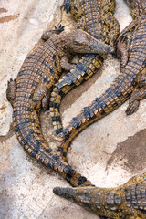 Obraz premium crocodile farm, raised for skin leather, south africa and Botswana, top view