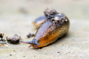 Loche roussâtre (Arion subfuscus)

