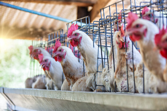 laying hens in battery chicken cages, industrial poultry , white chicks for commercial egg production, farm small business
