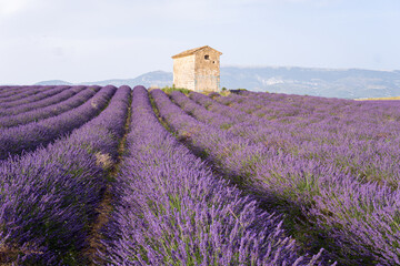 View of lavender flowers rows with the old traditional stone farm house during sunset time at...
