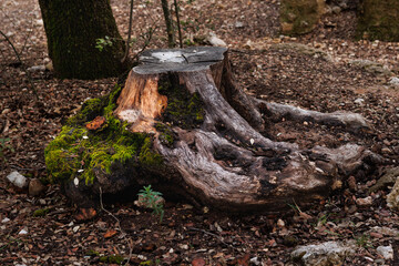 Tocón de roble en otoño con raices y musgo, Alcoy, España