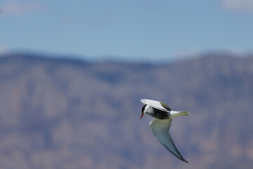 Fumarel cariblanco (Chlidonias hybrida) en vuelo con fondo montañoso y cielo azul, España