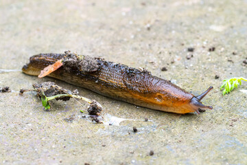 Loche roussâtre (Arion subfuscus)

