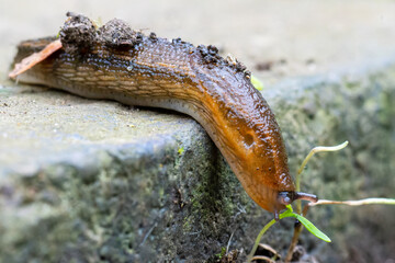 Loche roussâtre (Arion subfuscus)

