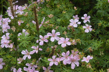 Fototapeta premium Fleurs sauvages dans un jardin à Bruxelles un beau jour de printemps