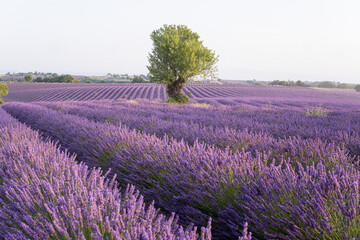 Standalone tree among lavender rows in Valensole fields in Provence, France