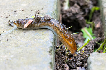 Loche roussâtre (Arion subfuscus)

