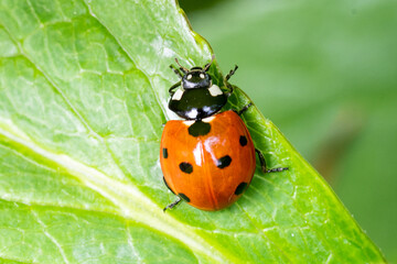 Coccinelle à sept points (Coccinella septempunctata)

