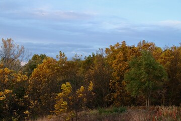 Fototapeta premium autumn trees in the park