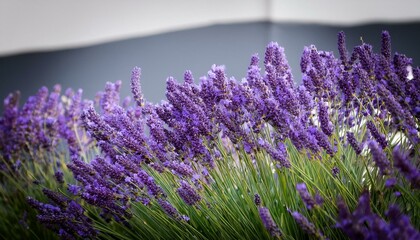 Obraz premium branch of lavender flower