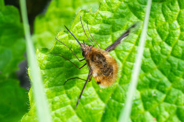 Grand bombyle (Bombylius major)

