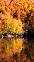 Trees with stunning autumn colors and their reflection on the lake. Vertical photo.