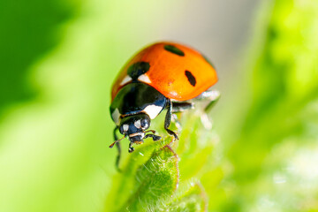 Coccinelle à sept points (Coccinella septempunctata)

