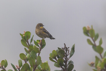 A yellow-rumped warbler bird in fog